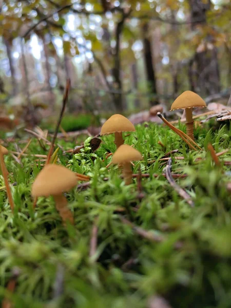 Cogumelo Uma Clareira Floresta Outono — Fotografia de Stock