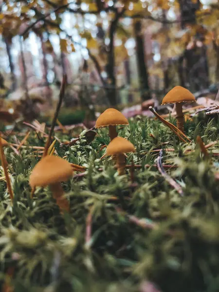 Champiñones Claro Bosque Otoño —  Fotos de Stock