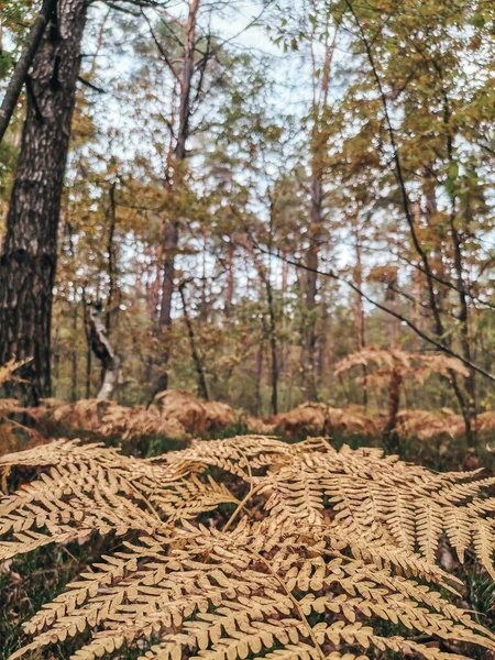 Ferigă Într Lamă Pădure Toamnă — Fotografie, imagine de stoc