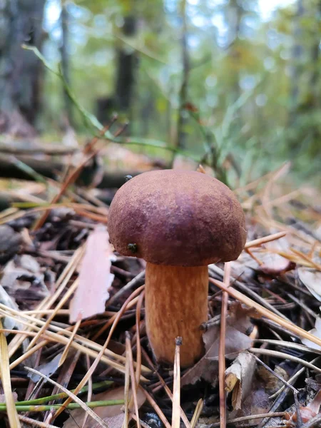 Cogumelo Uma Clareira Floresta Outono — Fotografia de Stock