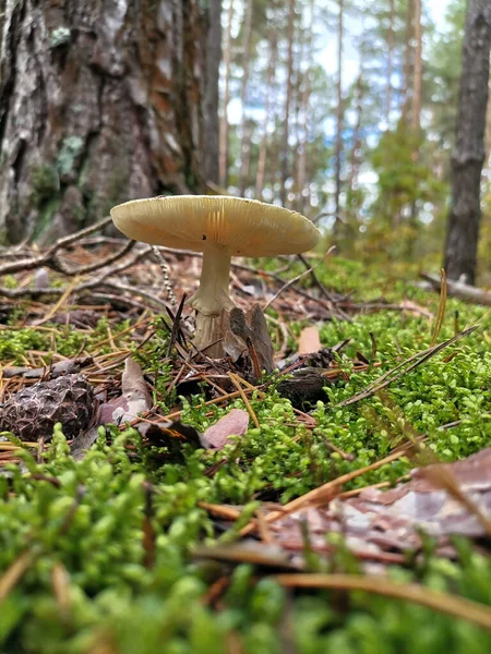 Cogumelo Uma Clareira Floresta Outono — Fotografia de Stock