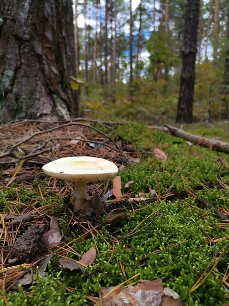 Champiñones Claro Bosque Otoño —  Fotos de Stock