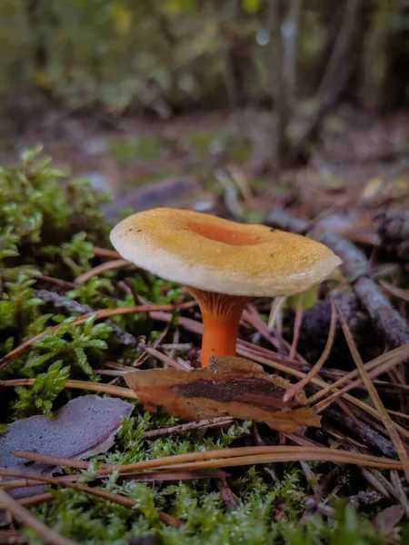 Cogumelo Uma Clareira Floresta Outono — Fotografia de Stock