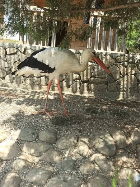 Hayvanat bahçesindeki bir leylek