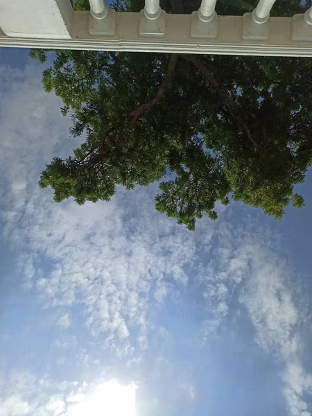 Himmel Und Baum Gelendschik — Stockfoto