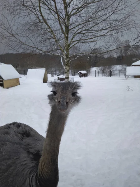 Devekuşu bir hayvanat bahçesi