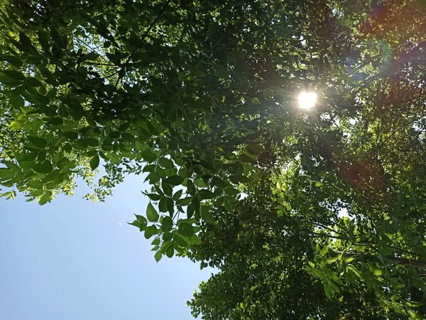 Ağaçtaki güneş ışığı