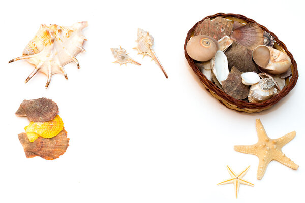 Корзина оболочек, изолированных на белом фоне
