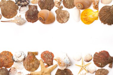 Deniz kabuklarını texure beyaz arka plan