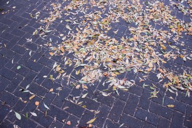 Kesilen ağaçlar ve günlükleri bir arka planda sarı yaprakların sonbahar parkta