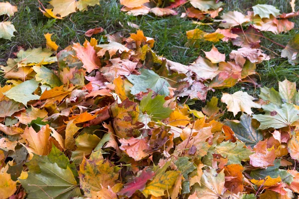 Листяні дерева і колоди в осінньому парку на фоні жовтого листя — стокове фото