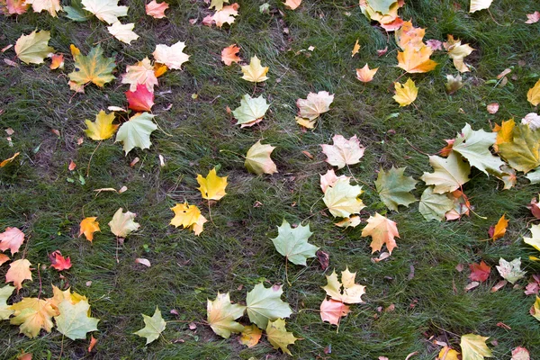 Gefällte Bäume und Stämme im Herbstpark vor gelbem Laub — Stockfoto