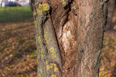 Kesilen ağaçlar ve günlükleri bir arka planda sarı yaprakların sonbahar parkta