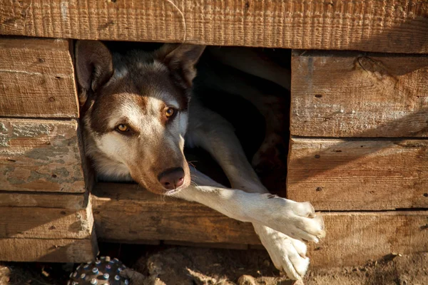 Hond in een houten kennel — Stockfoto