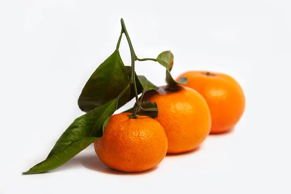 yaprakları taze mandalina