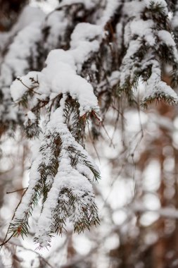 Karla kaplı ladin dalları