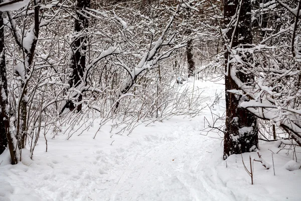 Winter path in the woods — Stock Photo, Image