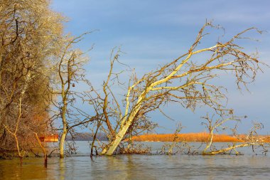 Güneşli bir günde Tuna nehrine düşen kavak ağacıyla sonbahar manzarası