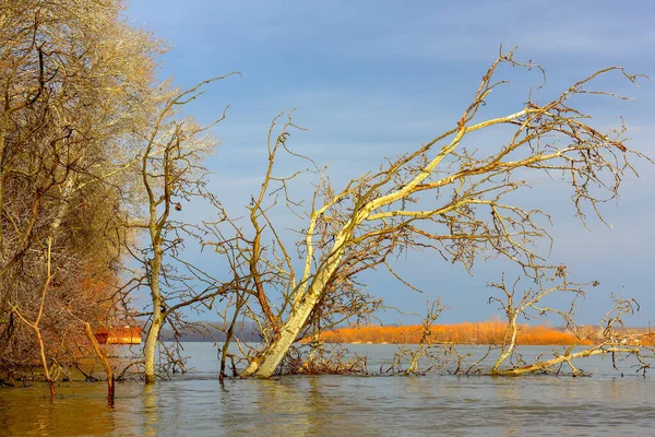 Güneşli bir günde Tuna nehrine düşen kavak ağacıyla sonbahar manzarası