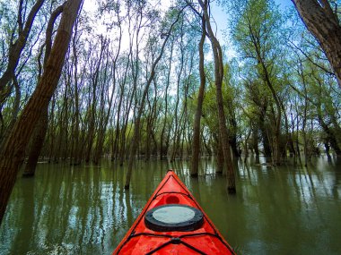 Ağaçların arasındaki sel basmış ormanda kano yapmak. Tuna Nehri 'ndeki yüksek kaynak suları sırasında su basmış ağaçlardaki kırmızı kanonun pruvasından manzara. Tuna nehri, bahar kanosu. Kanonun pruvasında seçici odaklanma.