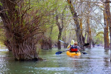 Evli çift, Tuna Nehri 'nin ıssız bölgelerinde Tuna Biyosfer rezervindeki yüksek kaynak sularında sel basmış ormanların arasında sarı bir kano sürüyor. Bahar kanosu ve su turizmi ve baharda eğlence.