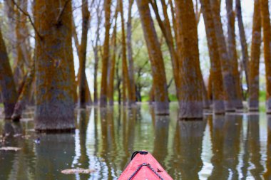 Ağaçların arasındaki sel basmış ormanda kano yapmak. Tuna Nehri 'ndeki yüksek kaynak suları sırasında su basmış ağaçlardaki kırmızı kanonun pruvasından manzara. Tuna nehri, bahar kanosu. Kanonun pruvasında seçici odaklanma.