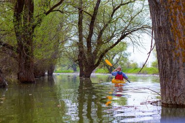 Sel basmış ağaçların arasında sarı kanolu bir adam. Tuna Nehri 'nin ıssız bölgelerinde, Tuna Biyosfer rezervindeki yüksek kaynak sularındaki sel basmış ağaçların arasında kayak yapmak. Arka plan