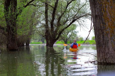 Sel basmış ağaçların arasında sarı kanolu bir adam. Tuna Nehri 'nin ıssız bölgelerinde, Tuna Biyosfer rezervindeki yüksek kaynak sularındaki sel basmış ağaçların arasında kayak yapmak. Arka plan