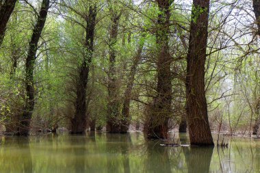 Tuna Nehri 'ndeki sel suları altında kalan söğüt ağaçları