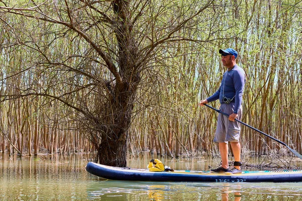 Homem Stand Paddle Boarding Sup Remando Entre Árvores Inundadas Remando — Fotografia de Stock
