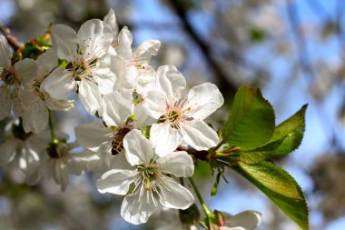 Mavi gökyüzüne karşı beyaz kiraz çiçekleriyle açan dallar.