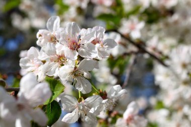 Beyaz kiraz çiçekleriyle çiçek açan dal.