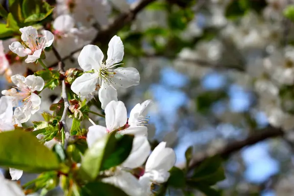 Beyaz kiraz çiçekleriyle çiçek açan dal.