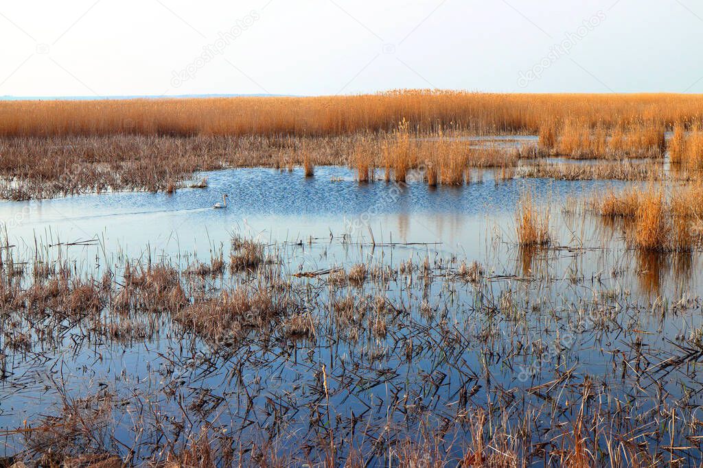 Dry reeds (Phragmites) on a shallow lake in wildlife reserve area in early spring
