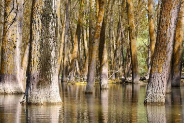 Tuna Nehri 'ndeki bahar seli sırasında taşan kavak ağaçları