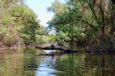 Bahar zamanı gölde büyük bir akıntı olur. Nehirde kurumuş ağaç var..