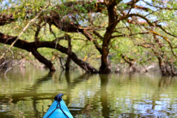 柳の幹や枝に向かって穏やかな穏やかな水にカヤック水の上に曲げ ドナウ川の春の高水で浸水した木の上のパドラーの視点から撮影 — ストック写真