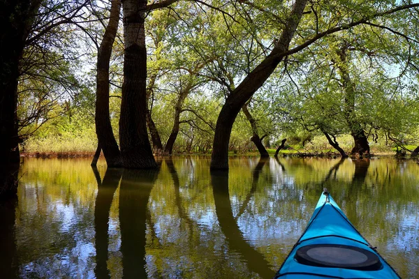 Kayak Acqua Calma Pacifica Verso Tronchi Salice Rami Piegati Sopra — Foto Stock