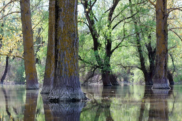 Álamo Inundado Durante Inundación Primavera Río Danubio Fotos de stock libres de derechos