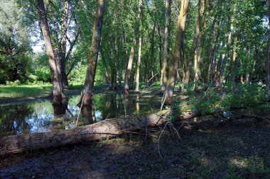 Sakin bahar gününde kavak ağaçları