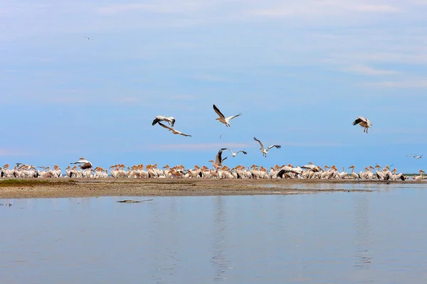 Tuna Nehri Deltası 'nın kumlu bir çubuğundaki Tuna Biyosfer rezervi üzerinde bulunan büyük pelikan sürüsü (pelecanus onocrotalus)