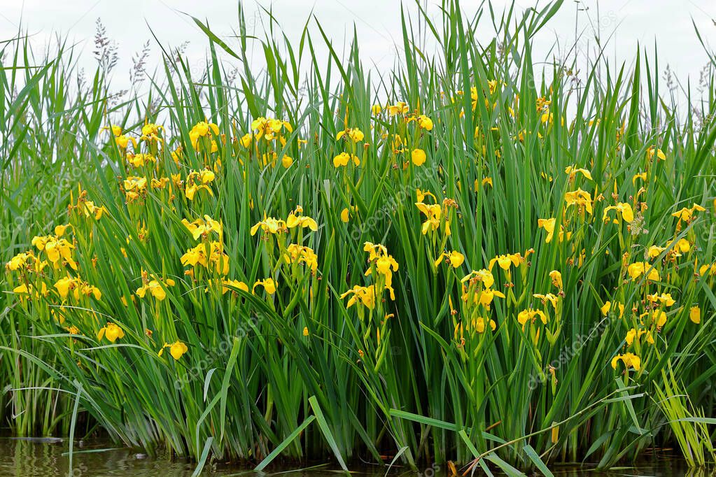 Blooming yellow flower of iris (pseudacorus) or yellow flag near the river