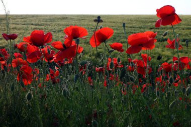 Akşam güneşinin güzel ışığında haşhaş çayırı