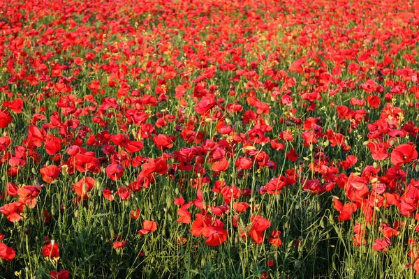 Akşam güneşinin güzel ışığında haşhaş çayırı