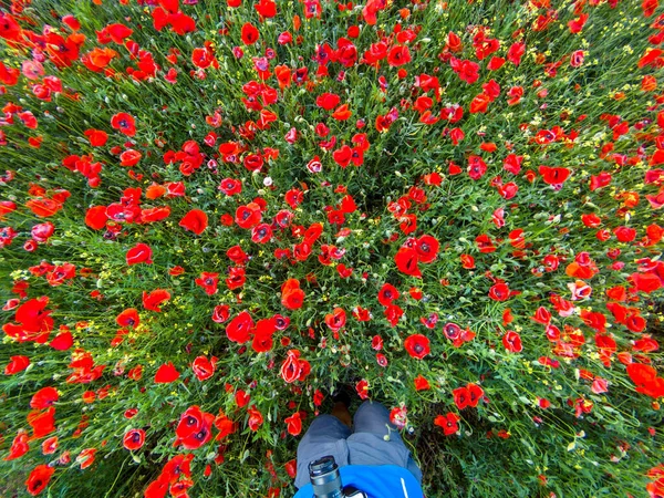 Vista Desde Arriba Campo Flores Amapola Roja Con Hombre Con Fotos de stock