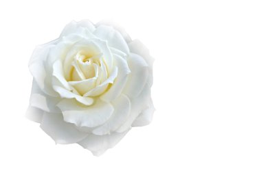 Kopya alanı ile beyaz blackground üzerinde yumuşak bulanıklık odak beyaz gül