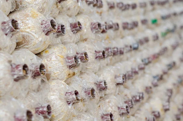 Close-up organic mushrooms farm — Stock Photo, Image