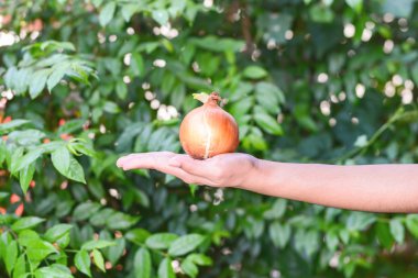 Yandan yeşil backgrond ile taze Filiz ile soğan