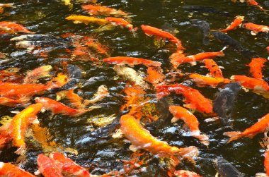 Bulanık su sazan balık