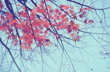 Sonbahar parkta renkli yeşillik / sonbahar yaprakları gökyüzü adam